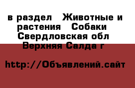  в раздел : Животные и растения » Собаки . Свердловская обл.,Верхняя Салда г.